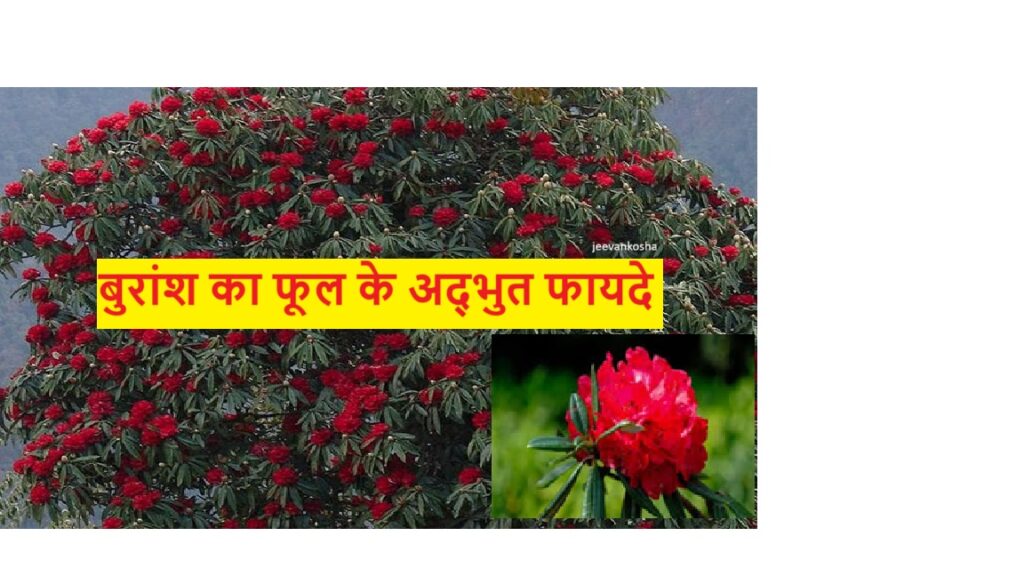 बुरांश का फूल: औषधीय गुणों से लबालब खूबसूरत पौधा, देखें, बुरांश के फूल के फायदे