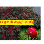 बुरांश का फूल: औषधीय गुणों से लबालब खूबसूरत पौधा, देखें, बुरांश के फूल के फायदे