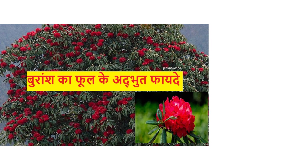बुरांश का फूल: औषधीय गुणों से लबालब खूबसूरत पौधा, देखें, बुरांश के फूल के फायदे