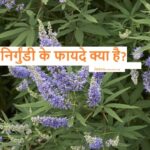 Nirgundi Benefits: देखें, सिर से लिकर पैर तक निर्गुंडी के फायदे 