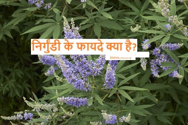 Nirgundi Benefits: देखें, सिर से लिकर पैर तक निर्गुंडी के फायदे 